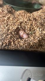Serpente del Grano