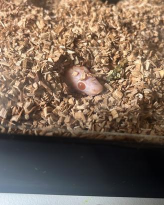 Serpente del Grano