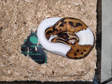 Pitone morph pied
