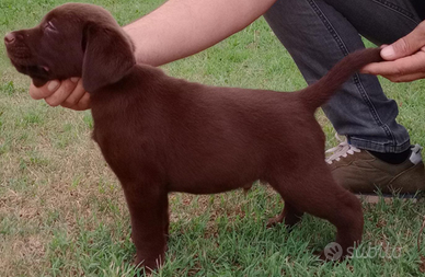 Cuccioli di labrador retriver puro chocolate