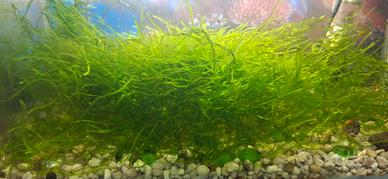 pianta muschio Java acquario acqua dolce 