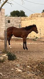 Puledro Quarab