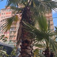 3 Palme Washinton da 3,5 mt, 2mt e 1,50mt