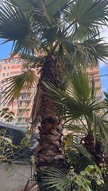 3 Palme Washinton da 3,5 mt, 2mt e 1,50mt