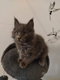 Cuccioli maine coon