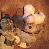 Bulldog francese Cucciolata strepitosa