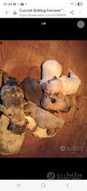 Bulldog francese Cucciolata strepitosa