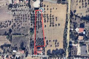 Terreno agricolo con 40 piante di ulivi secolari