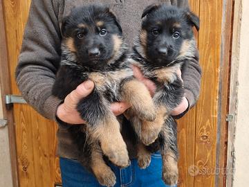 Cuccioli di pastore tedesco