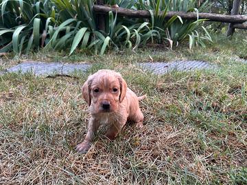 Cuccioli bracco pointer