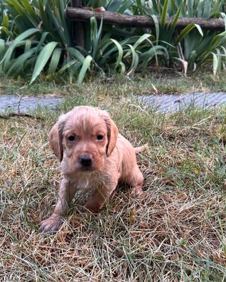 Cuccioli bracco pointer