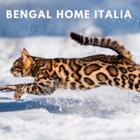 Nuovo Cuccioli di Gatto Bengala Top Quality