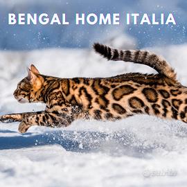 Nuovo Cuccioli di Gatto Bengala Top Quality