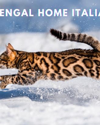 Nuovo Cuccioli di Gatto Bengala Top Pedigree