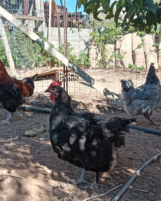 Marans