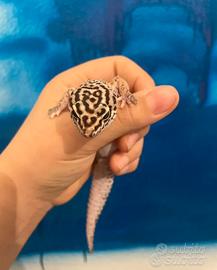 Terrari con gechi leopardini