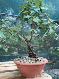Quercia Roverella pre bonsai