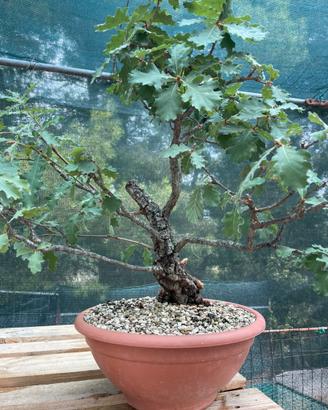 Quercia Roverella pre bonsai
