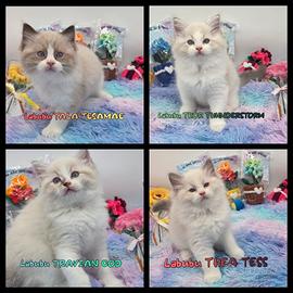 cuccioli ragdoll