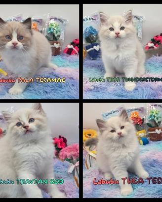 cuccioli ragdoll