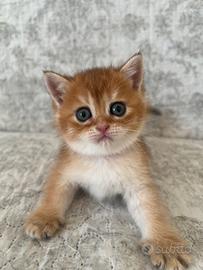 British Shorthair