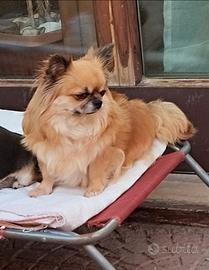 Chihuahua adulta pedegree
