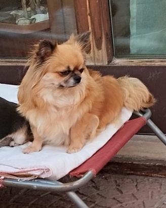 Chihuahua adulta pedegree