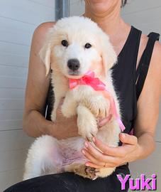 YUKY CUCCIOLA FEMMINA MAREMMANO/ABRUZZESE 