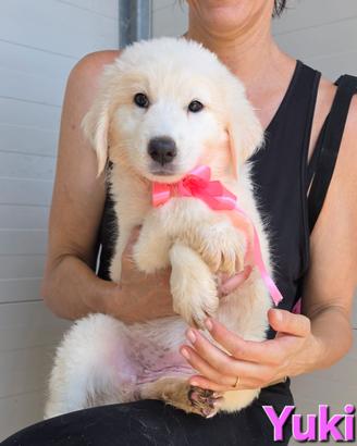 YUKY CUCCIOLA FEMMINA MAREMMANO/ABRUZZESE 