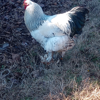 Gallo brahma