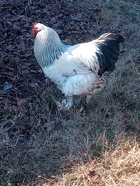 Gallo brahma