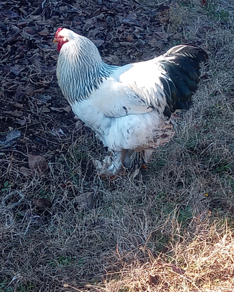 Gallo brahma