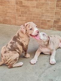 american bully cuccioli XL merle 