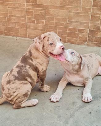 american bully cuccioli XL merle 