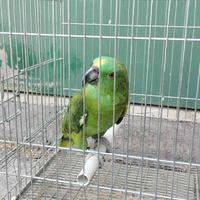 Pappagallo parlante amazzone con gabbia