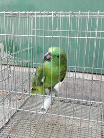 Pappagallo parlante amazzone con gabbia