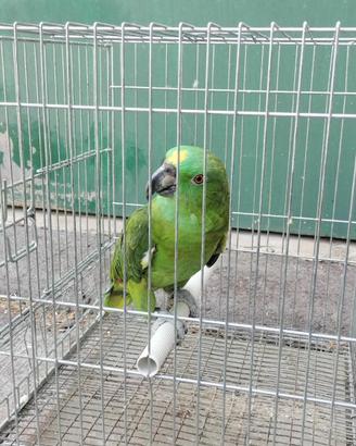 Pappagallo parlante amazzone con gabbia