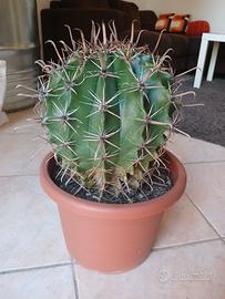 cactus in vaso