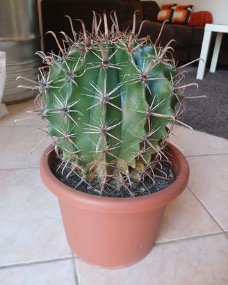 cactus in vaso