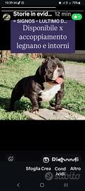 American bully pochet