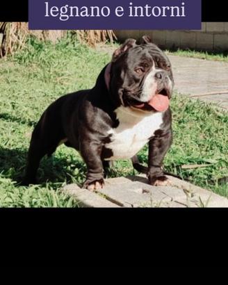 American bully pochet