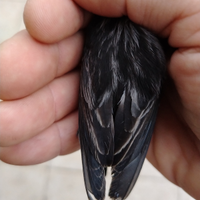 Canarino nero rosso mosaico