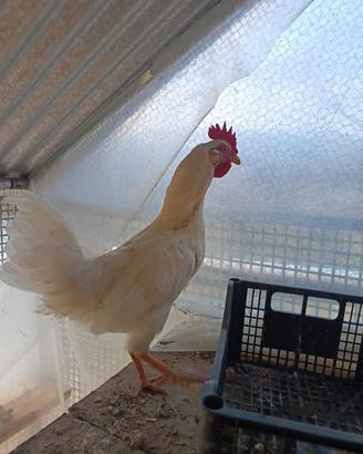 Gallo