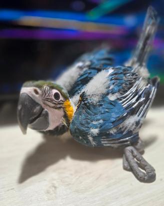 ARA ARARAUNA p.r.e.z.z.o. b.o.m.b.a