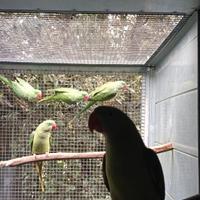 Coppia Grande Alessandrino