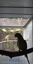 Coppia Grande Alessandrino