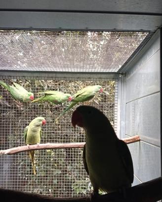 Coppia Grande Alessandrino