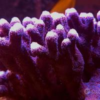 Corallo acquario marino