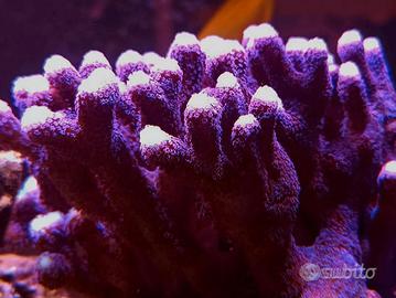 Corallo acquario marino
