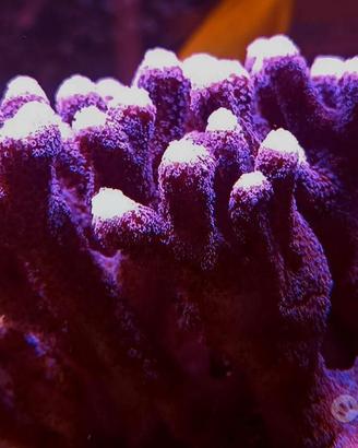 Corallo acquario marino